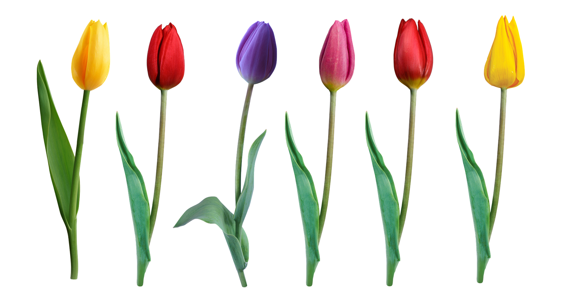 Bien-être - tulipes